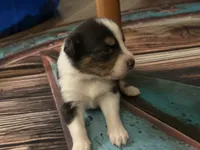 Cypress Female #3, a female Australian Shepherd for sale in Punta Gorda, FL – 4 of 4