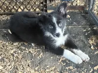 Sadie #2 small girl, a female Australian Shepherd and Border Collie for sale in Punta Gorda, FL – 2 of 9