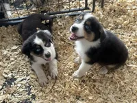 Cypress Female #1, a female Australian Shepherd for sale in Punta Gorda, FL – 3 of 5