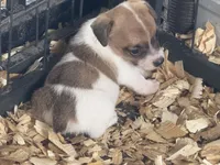 River mini brown female #1, a female Jack Russell Terrier for sale in Punta Gorda, FL – 2 of 5