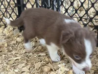 Sadie #5 mini red female, a female Australian Shepherd and Border Collie for sale in Punta Gorda, FL – 3 of 6