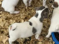 NKC REG Meena Merle #1, a male Jack Russell Terrier for sale in Punta Gorda, FL – 3 of 4