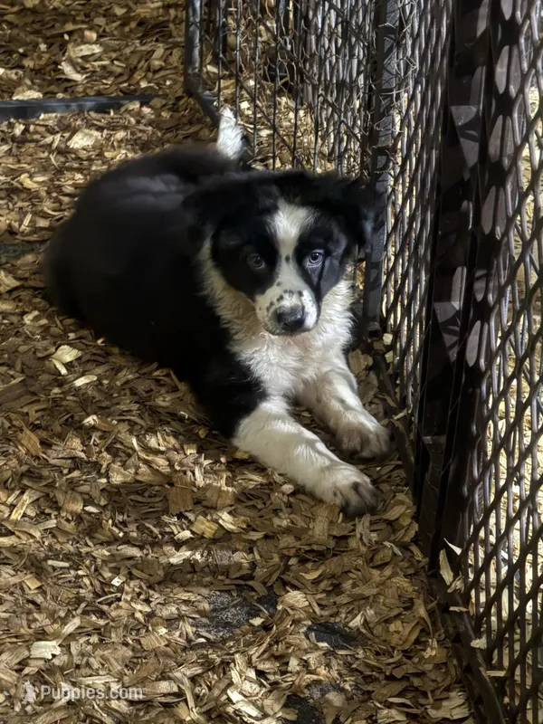 Sadie #3 – Australian Shepherd, Border Collie puppy for sale in Punta Gorda, FL