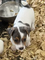 NKC REG Meena Merle #1, a male Jack Russell Terrier for sale in Punta Gorda, FL – 2 of 4