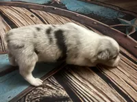 Cypress male #2, a male Australian Shepherd for sale in Punta Gorda, FL – 4 of 8