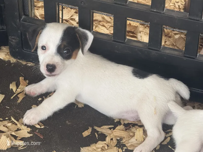 River male #4 – Jack Russell Terrier puppy for sale in Punta Gorda, FL