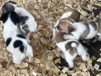  Heifer female #2 brown, a female Jack Russell Terrier for sale in Punta Gorda, FL – 4 of 5