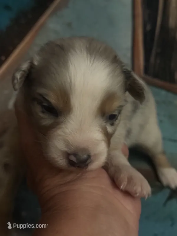 Cypress male #3 – Australian Shepherd puppy for sale in Punta Gorda, FL