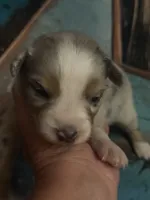 Cypress male #3, a male Australian Shepherd for sale in Punta Gorda, FL – 1 of 10