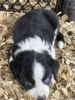 Sadie #1 , a female Australian Shepherd and Border Collie for sale in Punta Gorda, FL – 2 of 7