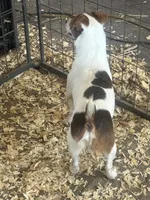 Boone, a male Jack Russell Terrier for sale in Punta Gorda, FL – 2 of 6