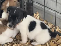 River male #4, a male Jack Russell Terrier for sale in Punta Gorda, FL – 5 of 5