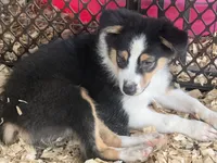 Cypress AKC female #2, a female Australian Shepherd for sale in Punta Gorda, FL – 2 of 3