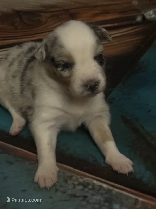 Cypress female #6 – Australian Shepherd puppy for sale in Punta Gorda, FL