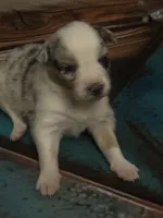 Cypress female #6, a female Australian Shepherd for sale in Punta Gorda, FL – 1 of 9