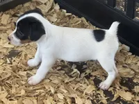 River female #3 , a female Jack Russell Terrier for sale in Punta Gorda, FL – 3 of 4