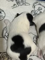 processed/671a18f7-c84f-4e46-9c51-144719c57424/listing/7cfd194e-8732-45d0-96af-d6506ec8db14/231ffc25-9bab-4913-8c04-87737dfddf9b