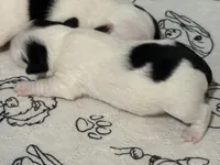 processed/671a18f7-c84f-4e46-9c51-144719c57424/listing/7cfd194e-8732-45d0-96af-d6506ec8db14/23344f7f-29a2-470f-84dd-2d719bf88af1