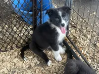 Sadie #2 small girl, a female Australian Shepherd and Border Collie for sale in Punta Gorda, FL – 4 of 9