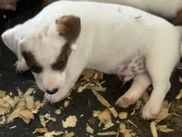 NKC REG Meena #4 Brn spotted, a male Jack Russell Terrier for sale in Punta Gorda, FL – 5 of 5