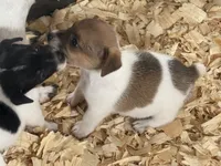  Heifer female #2 brown, a female Jack Russell Terrier for sale in Punta Gorda, FL – 5 of 5
