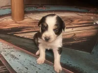 Cypress female #2, a female Australian Shepherd for sale in Punta Gorda, FL – 3 of 5