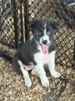 Sadie #4 , a female Australian Shepherd and Border Collie for sale in Punta Gorda, FL – 3 of 10