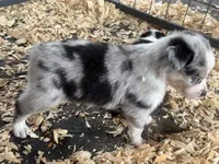 Cypress Male #1, a male Australian Shepherd for sale in Punta Gorda, FL – 2 of 6