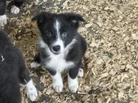 Sadie #2 small girl, a female Australian Shepherd and Border Collie for sale in Punta Gorda, FL – 6 of 9