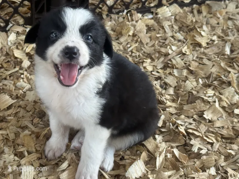 Sadie #3 – Australian Shepherd, Border Collie puppy for sale in Punta Gorda, FL