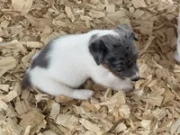 River Merle female #3, a female Jack Russell Terrier for sale in Punta Gorda, FL – 4 of 6
