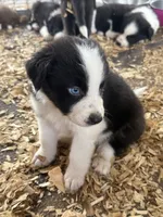 Sadie #8  split color eyes male , a male Australian Shepherd and Border Collie for sale in Punta Gorda, FL – 6 of 6