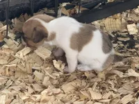 River mini brown female #1, a female Jack Russell Terrier for sale in Punta Gorda, FL – 5 of 5