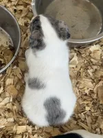 River male Merle #1, a male Parson Russell Terrier for sale in Punta Gorda, FL – 4 of 4