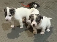 processed/671a18f7-c84f-4e46-9c51-144719c57424/listing/8823f65f-34c1-4a2b-8306-2765865ba77b/7b553573-c587-485c-92e0-37c6a4d99ad7