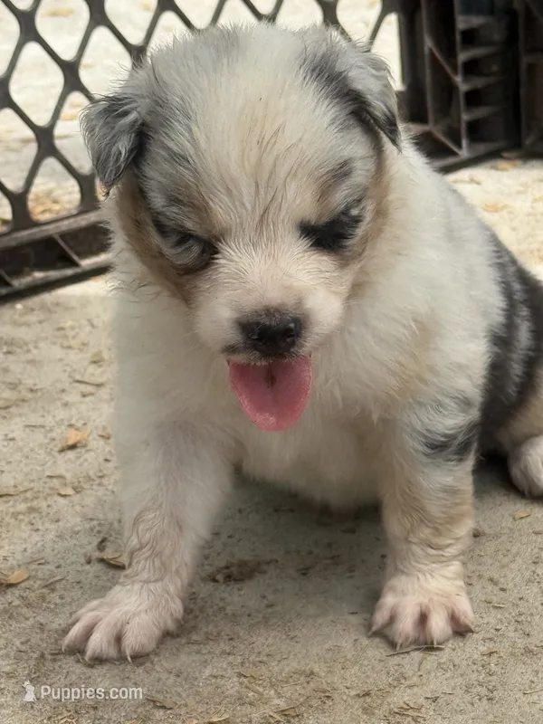 Cypress female #6 – Australian Shepherd puppy for sale in Punta Gorda, FL