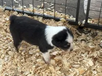 Cypress female #2, a female Australian Shepherd for sale in Punta Gorda, FL – 3 of 3