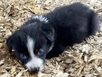 Sadie #7 mini male, a male Australian Shepherd and Border Collie for sale in Punta Gorda, FL – 6 of 8