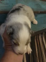 Cypress male #2, a male Australian Shepherd for sale in Punta Gorda, FL – 2 of 8