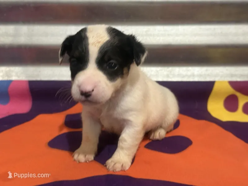Ice male #2, a male Jack Russell Terrier for sale in Punta Gorda, FL – Photo 1 of 4