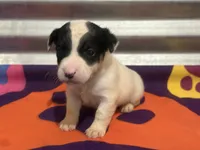 Ice male #2, a male Jack Russell Terrier for sale in Punta Gorda, FL – Photo 1 of 4