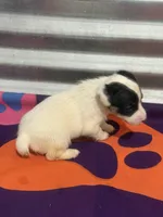 Ice male #2, a male Jack Russell Terrier for sale in Punta Gorda, FL – Photo 3 of 4