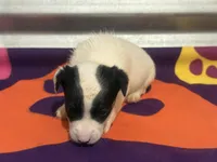 Ice male #2, a male Jack Russell Terrier for sale in Punta Gorda, FL – Photo 2 of 4