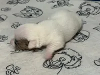 processed/671a18f7-c84f-4e46-9c51-144719c57424/listing/8c6c7589-61d5-4dad-8176-9ffc6d325106/5bcd0483-8986-4276-93c2-6335cf36b9f1