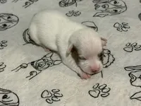 processed/671a18f7-c84f-4e46-9c51-144719c57424/listing/8c6c7589-61d5-4dad-8176-9ffc6d325106/78a8891b-8327-4146-822e-c230fcd044e0