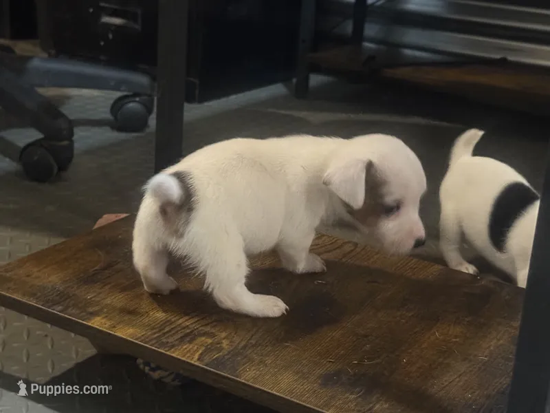 River #5. mini Jack male