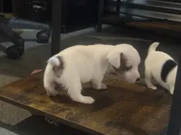 processed/671a18f7-c84f-4e46-9c51-144719c57424/listing/8c6c7589-61d5-4dad-8176-9ffc6d325106/c5b74d2c-7f24-43ef-816a-2c8b89edb7c3