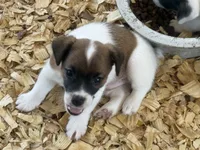 River male brown#5, a male Jack Russell Terrier for sale in Punta Gorda, FL – 1 of 3
