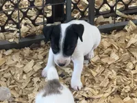 River female #3 , a female Jack Russell Terrier for sale in Punta Gorda, FL – 1 of 4