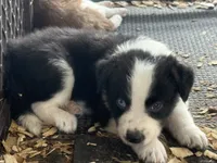 Sadie #8  split color eyes male , a male Australian Shepherd and Border Collie for sale in Punta Gorda, FL – 4 of 6